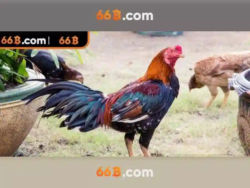  mậu binh 66B - 66B